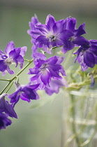 Delphinium.