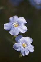 Flax, Blue flax, Linum lewisii.