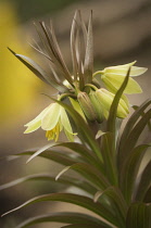 Fritillary, Fritillaria raddeana.