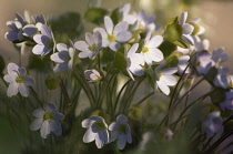 Hepatica, Hepatica nobilis.