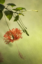 Hibiscus, Hibiscus schizopetalus.