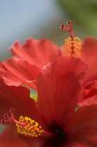 Hibiscus, Hibiscus rosa-sinensis.