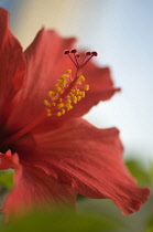 Hibiscus, Hibiscus rosa-sinensis.