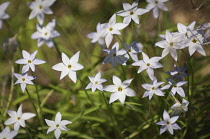 Ipheion, Ipheion uniflorum.