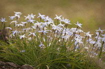 Ipheion, Ipheion uniflorum.