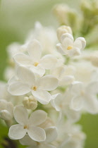 Lilac, Syringa.
