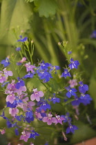 Lobelia, Lobelia erinus.