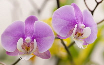 Orchid, Moth orchid, Phalaenopsis.