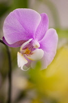 Orchid, Moth orchid, Phalaenopsis.