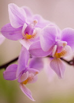 Orchid, Moth orchid, Phalaenopsis.