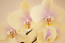 Orchid, Moth orchid, Phalaenopsis.