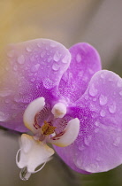 Orchid, Moth orchid, Phalaenopsis.