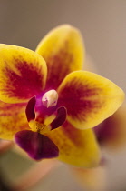 Orchid, Moth orchid, Phalaenopsis.