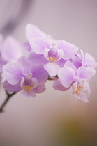 Orchid, Moth orchid, Phalaenopsis.