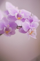 Orchid, Moth orchid, Phalaenopsis.