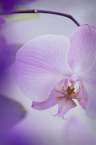 Orchid, Moth orchid, Phalaenopsis.