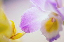 Orchid, Cattleya.