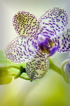 Orchid, Phalaenopsis.