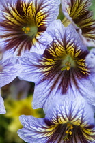 Velvet trumpet flower, Salpiglossis sinuata.