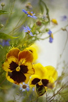Pansy, Viola x wittrockiana.