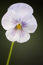 Pansy, Viola x wittrockiana.