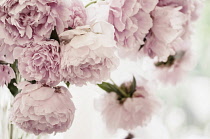 Peony, Paeonia lactiflora.