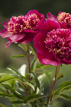 Peony, Paeonia lactiflora.