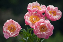 Peony, Paeonia lactiflora.