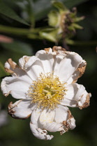 Peony, Paeonia.