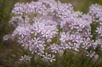 Phlox, trailing phlox, Phlox nivalis.