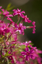 Phlox, creeping phlox, Phlox subulata 'Red wings'.