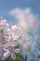 Phlox, creeping phlox, Phlox subulata 'Red wings'.