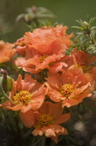 Moss rose, Portulaca grandiflora.