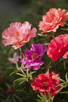 Moss rose, Portulaca grandiflora.