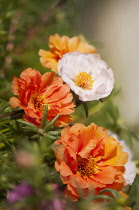 Moss rose, Portulaca grandiflora.