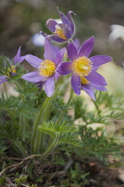 Pasque flower, Pulsatilla vulgaris.