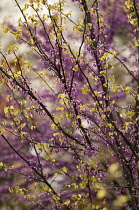 Forest pansy, Cercis canadensis.