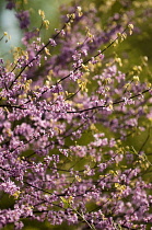 Forest pansy, Cercis canadensis.