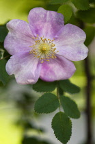 Rose, Wild rose, Dog rose, Rosa species.