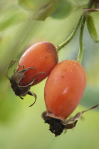 Rosehip, Rosa.