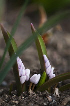 Squill, Rosy squill, Scilla bifolia 'Rosea'.