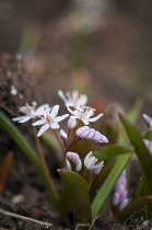 Squill, Rosy squill, Scilla bifolia 'Rosea'.