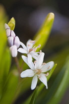 Squill, Rosy squill, Scilla bifolia 'Rosea'.