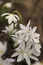 Scilla, Early scilla, Scilla mischtschenkoana 'Tubergeniana'.