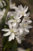 Scilla, Early scilla, Scilla mischtschenkoana 'Tubergeniana'.