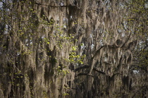 Spanish moss, Tillandsia usneoides.