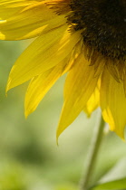 Sunflower, Helianthus annuus.