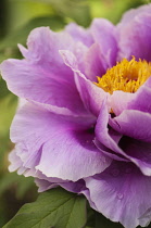 Peony, Paeonia suffruticosa.