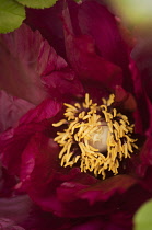 Peony, Paeonia suffruticosa.