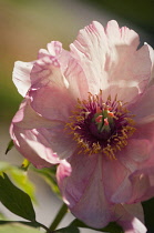 Peony, Paeonia suffruticosa.